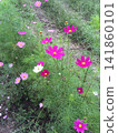 秋花波斯菊季節來了 141860101