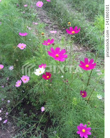 秋花波斯菊季節來了 秋花波斯菊季節來了 141860101