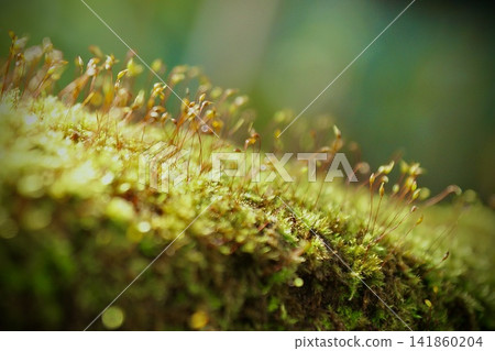 A natural landscape with lush green moss. A natural landscape with lush green moss. 141860204