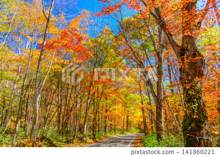 Autumn foliage along the Okutone Yukemuri Road: A tunnel of colorful autumn leaves and the scenery of the road stretching into the distance. Autumn foliage along the Okutone Yukemuri Road: A tunnel of colorful autumn leaves and the scenery of the road stretching into the distance. 141860221