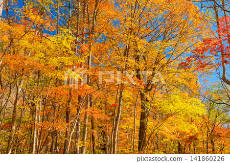 Autumn foliage along the Okutone Yukemuri Road: A close-up view of the mountainside covered in colorful autumn leaves against a blue sky. Autumn foliage along the Okutone Yukemuri Road: A close-up view of the mountainside covered in colorful autumn leaves against a blue sky. 141860226