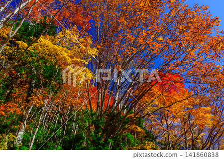 Autumn foliage along the Okutone Yukemuri Road: A beautiful landscape of autumn leaves and blue sky stretching across the Teruha Gorge area. Autumn foliage along the Okutone Yukemuri Road: A beautiful landscape of autumn leaves and blue sky stretching across the Teruha Gorge area. 141860838