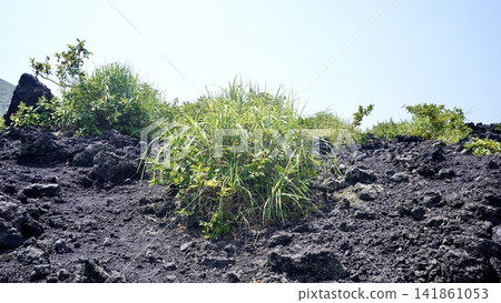 東京伊豆群島伊豆大島三原山上的Aa熔岩流前緣與植被。 東京伊豆群島伊豆大島三原山上的Aa熔岩流前緣與植被。 141861053