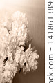 Big white aromatic peony flowers 141861389