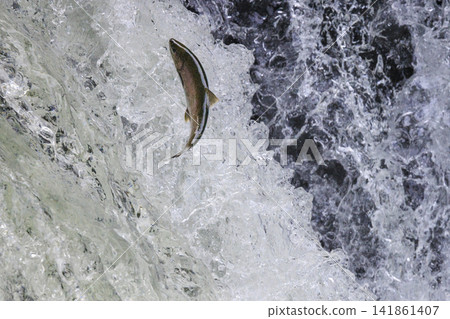 Sakura Falls: Cherry salmon migration/climbing the waterfall (Shiretoko, Hokkaido/Kiyosato Town) Sakura Falls: Cherry salmon migration/climbing the waterfall (Shiretoko, Hokkaido/Kiyosato Town) 141861407