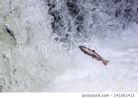 Sakura Falls: Cherry salmon migration/climbing the waterfall (Shiretoko, Hokkaido/Kiyosato Town) Sakura Falls: Cherry salmon migration/climbing the waterfall (Shiretoko, Hokkaido/Kiyosato Town) 141861415