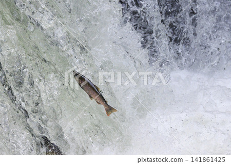 Sakura Falls: Cherry salmon migration/climbing the waterfall (Shiretoko, Hokkaido/Kiyosato Town) Sakura Falls: Cherry salmon migration/climbing the waterfall (Shiretoko, Hokkaido/Kiyosato Town) 141861425