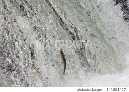 Sakura Falls: Cherry salmon migration/climbing the waterfall (Shiretoko, Hokkaido/Kiyosato Town) Sakura Falls: Cherry salmon migration/climbing the waterfall (Shiretoko, Hokkaido/Kiyosato Town) 141861427