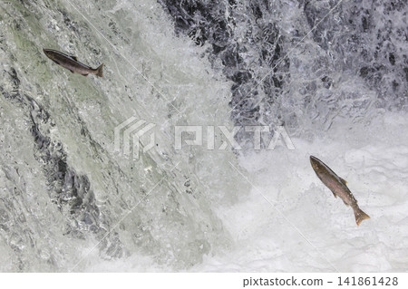 Sakura Falls: Cherry salmon migration/climbing the waterfall (Shiretoko, Hokkaido/Kiyosato Town) Sakura Falls: Cherry salmon migration/climbing the waterfall (Shiretoko, Hokkaido/Kiyosato Town) 141861428