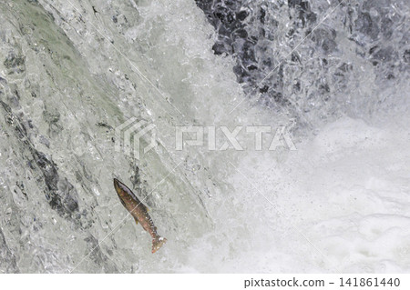 Sakura Falls: Cherry salmon migration/climbing the waterfall (Shiretoko, Hokkaido/Kiyosato Town) Sakura Falls: Cherry salmon migration/climbing the waterfall (Shiretoko, Hokkaido/Kiyosato Town) 141861440