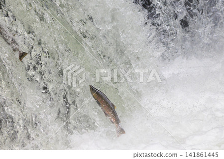 Sakura Falls: Cherry salmon migration/climbing the waterfall (Shiretoko, Hokkaido/Kiyosato Town) Sakura Falls: Cherry salmon migration/climbing the waterfall (Shiretoko, Hokkaido/Kiyosato Town) 141861445