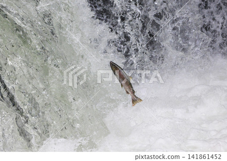 Sakura Falls: Cherry salmon migration/climbing the waterfall (Shiretoko, Hokkaido/Kiyosato Town) Sakura Falls: Cherry salmon migration/climbing the waterfall (Shiretoko, Hokkaido/Kiyosato Town) 141861452