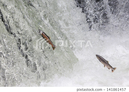 Sakura Falls: Cherry salmon migration/climbing the waterfall (Shiretoko, Hokkaido/Kiyosato Town) Sakura Falls: Cherry salmon migration/climbing the waterfall (Shiretoko, Hokkaido/Kiyosato Town) 141861457