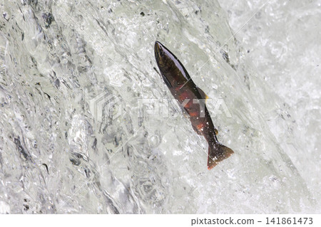 Sakura Falls: Cherry salmon migration/climbing the waterfall (Shiretoko, Hokkaido/Kiyosato Town) Sakura Falls: Cherry salmon migration/climbing the waterfall (Shiretoko, Hokkaido/Kiyosato Town) 141861473