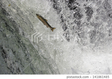Sakura Falls: Cherry salmon migration/climbing the waterfall (Shiretoko, Hokkaido/Kiyosato Town) Sakura Falls: Cherry salmon migration/climbing the waterfall (Shiretoko, Hokkaido/Kiyosato Town) 141861485