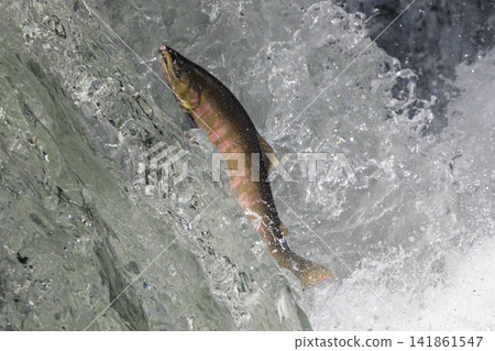 Sakura Falls: Cherry salmon migration/climbing the waterfall (Shiretoko, Hokkaido/Kiyosato Town) Sakura Falls: Cherry salmon migration/climbing the waterfall (Shiretoko, Hokkaido/Kiyosato Town) 141861547