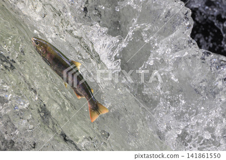 Sakura Falls: Cherry salmon migration/climbing the waterfall (Shiretoko, Hokkaido/Kiyosato Town) Sakura Falls: Cherry salmon migration/climbing the waterfall (Shiretoko, Hokkaido/Kiyosato Town) 141861550