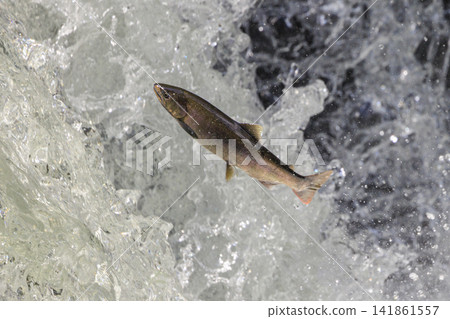 Sakura Falls: Cherry salmon migration/climbing the waterfall (Shiretoko, Hokkaido/Kiyosato Town) Sakura Falls: Cherry salmon migration/climbing the waterfall (Shiretoko, Hokkaido/Kiyosato Town) 141861557