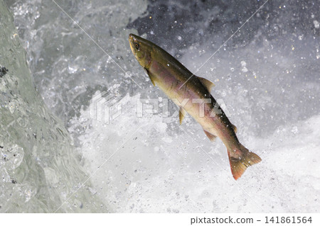Sakura Falls: Cherry salmon migration/climbing the waterfall (Shiretoko, Hokkaido/Kiyosato Town) Sakura Falls: Cherry salmon migration/climbing the waterfall (Shiretoko, Hokkaido/Kiyosato Town) 141861564