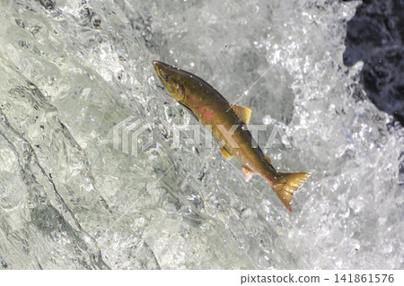 Sakura Falls: Cherry salmon migration/climbing the waterfall (Shiretoko, Hokkaido/Kiyosato Town) 141861576