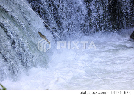 Sakura Falls: Cherry salmon migration/climbing the waterfall (Shiretoko, Hokkaido/Kiyosato Town) Sakura Falls: Cherry salmon migration/climbing the waterfall (Shiretoko, Hokkaido/Kiyosato Town) 141861624
