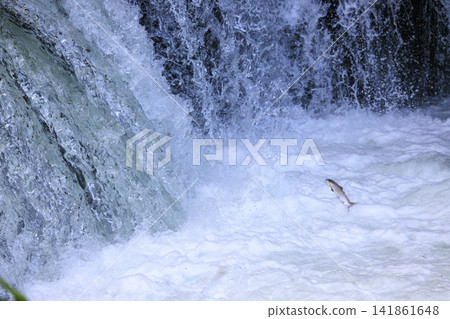 Sakura Falls: Cherry salmon migration/climbing the waterfall (Shiretoko, Hokkaido/Kiyosato Town) 141861648