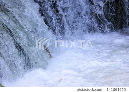 Sakura Falls: Cherry salmon migration/climbing the waterfall (Shiretoko, Hokkaido/Kiyosato Town) Sakura Falls: Cherry salmon migration/climbing the waterfall (Shiretoko, Hokkaido/Kiyosato Town) 141861653