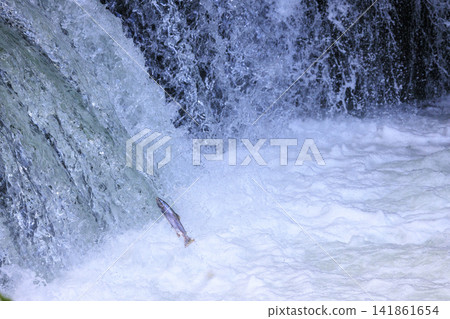 Sakura Falls: Cherry salmon migration/climbing the waterfall (Shiretoko, Hokkaido/Kiyosato Town) Sakura Falls: Cherry salmon migration/climbing the waterfall (Shiretoko, Hokkaido/Kiyosato Town) 141861654