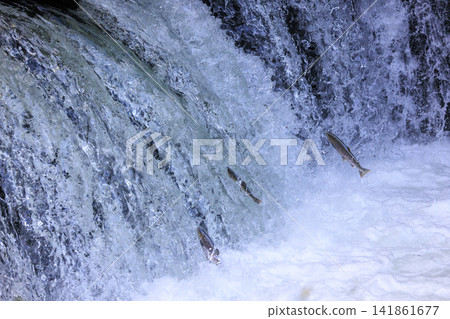 Sakura Falls: Cherry salmon migration/climbing the waterfall (Shiretoko, Hokkaido/Kiyosato Town) Sakura Falls: Cherry salmon migration/climbing the waterfall (Shiretoko, Hokkaido/Kiyosato Town) 141861677