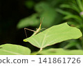 葉子上的蚱蜢 141861726