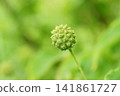 日本山茱萸的未成熟果實 141861727