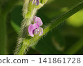 毛豆（大豆）花 141861728