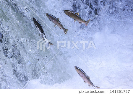 Sakura Falls: Cherry salmon migration/climbing the waterfall (Shiretoko, Hokkaido/Kiyosato Town) Sakura Falls: Cherry salmon migration/climbing the waterfall (Shiretoko, Hokkaido/Kiyosato Town) 141861737
