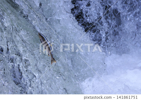 Sakura Falls: Cherry salmon migration/climbing the waterfall (Shiretoko, Hokkaido/Kiyosato Town) Sakura Falls: Cherry salmon migration/climbing the waterfall (Shiretoko, Hokkaido/Kiyosato Town) 141861751