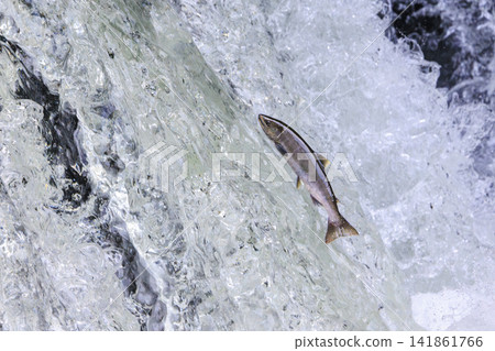 Sakura Falls: Cherry salmon migration/climbing the waterfall (Shiretoko, Hokkaido/Kiyosato Town) Sakura Falls: Cherry salmon migration/climbing the waterfall (Shiretoko, Hokkaido/Kiyosato Town) 141861766