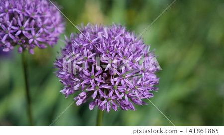 Purple Flower With Green Blurred Backdrop. Detailed View Of Spherical Purple Bloom In Natural Light 141861865