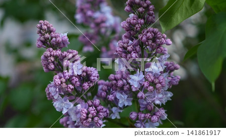 Pink Spirea Blossom Cluster Near Foliage, Compact Spray Of Tiny Flowers Along Arching Twig, Pastel Palette Pink Spirea Blossom Cluster Near Foliage, Compact Spray Of Tiny Flowers Along Arching Twig, Pastel Palette 141861917