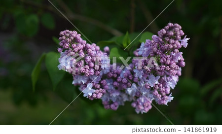 Arching Twig Displaying Tiny Pink Spirea Flowers Alongside Textured Leaves And Soft Pastel Shades Arching Twig Displaying Tiny Pink Spirea Flowers Alongside Textured Leaves And Soft Pastel Shades 141861919