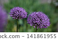 Arrangement Highlights Coexistence And Balance Of Blooming Sphereshaped Flowers In Lush Garden Environment 141861955