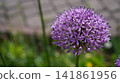 Spherical Cluster Of Delicate Starshaped Blossoms. Focus On Slender Stem And Soft Background Details 141861956