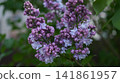 Pink Spirea Blossom Cluster Near Foliage, Compact Spray Of Tiny Flowers Along Arching Twig, Pastel Palette 141861957