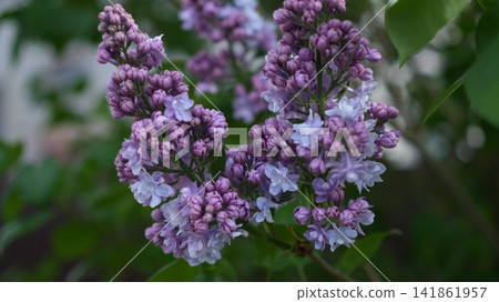 Pink Spirea Blossom Cluster Near Foliage, Compact Spray Of Tiny Flowers Along Arching Twig, Pastel Palette Pink Spirea Blossom Cluster Near Foliage, Compact Spray Of Tiny Flowers Along Arching Twig, Pastel Palette 141861957