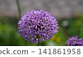 Purple Allium Bloom Closeup In Garden, Spherical Cluster Of Tiny Starshaped Florets, Soft Bokeh Background, 141861958