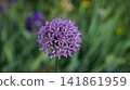 Magnificent Allium Bloom With Violet Hues Illuminated By Soft Morning Sunlight In Botanical Setting 141861959