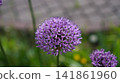 Single Allium Globe Against Soft Background, Tall Stem Rising From Blurred Greenery, Crisp Petal Edges, 141861960