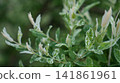 Closeup Of Dew On Light Green Foliage. Morning Light Highlights Delicate Water Droplets On Leaves 141861961