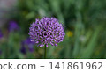 Paired Allium Heads In Soft Focus, Dual Spherical Blooms Sharing Garden Space, Textured Florets 141861962