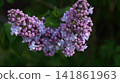 Arching Twig Displaying Tiny Pink Spirea Flowers Alongside Textured Leaves And Soft Pastel Shades 141861963
