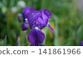 Violet Flower Detail. Detailed View Of Purple Iris Petal Emphasizing Its Velvety Texture And Elegant Form 141861966