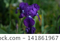 Purple Iris Petal Closeup In Garden, Velvety Falls And Upright Standards, Rich Violet Hues With Moist Sheen, 141861967